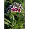 Dianthus barbatus Holborn Glory - Goździk brodaty Holborn Glory - purpurowo-czerwony z białą obwódką, wys. 50, kw. 6/8 FOTO