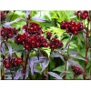 Dianthus barbatus Nigrescens - Goździk brodaty Nigrescens - bordowo-czerwony, wys. 30, kw. 6/9 C0,5
