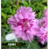 Dianthus caryophyllus Grenadin Pink - Goździk ogrodowy Grenadin Pink - różowe, wys. 50, kw 6/8 FOTO