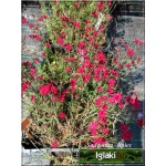 Dianthus deltoides Brilliant - Goździk kropkowany Brilliant - czerwony, wys 20, kw 6/9 C0,5