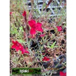 Dianthus deltoides Brilliant - Goździk kropkowany Brilliant - czerwony, wys 20, kw 6/9 C0,5