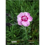 Dianthus hybridus Alwood - Goździk Alwood - różowe, wys. 10, kw. 6/8 C0,5