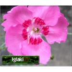 Dianthus plumarius Feathered Pink - Goździk pierzasty Feathered Pink - ciemnoróżowy C0,5