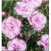 Dianthus plumarius Pike\'s Pink - Goździk pierzasty Pike\'s Pink - różowe, wys. 30, kw. 5/7 C1,5 zzzz xxxy