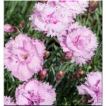 Dianthus plumarius Pike\'s Pink - Goździk pierzasty Pike\'s Pink - różowe, wys. 30, kw. 5/7 C1,5 zzzz xxxy
