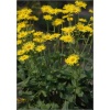 Doronicum orientale - Omieg wschodni - żółty, wys 40, kw 4/6 FOTO
