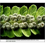 Dryopteris filix-mas - Narecznica samcza - Paproć - wys. 120 FOTO