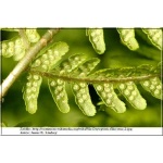 Dryopteris filix-mas - Narecznica samcza - Paproć - wys. 120 FOTO