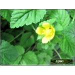Duchesnea indica - Poziomkówka indyjska - żółty, wys 10, kw 5/9 C0,5