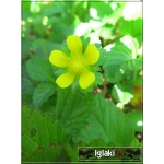 Duchesnea indica - Poziomkówka indyjska - żółty, wys 10, kw 5/9 C0,5