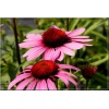 Echinacea purpurea Rubinstern - Jeżówka purpurowa Rubinstern - różowa, wys 100, kw 7/9 C0,5 zzzz xxxy