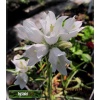 Edraianthus graminifolius Albus - Dzwonczyn trawolistny Albus - białe, wys. 10, kw 6/7 FOTO 