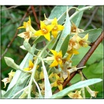 Elaeagnus angustifolia - Oliwnik wąskolistny FOTO