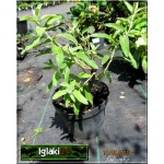 Elaeagnus angustifolia - Oliwnik wąskolistny FOTO