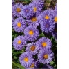 Erigeron speciosus Azure Beauty - Przymiotno ogrodowe Azure Beauty - fioletowy, wys 50, kw 6-8 FOTO