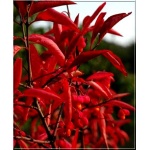 Euonymus europaeus Red Cascade - Trzmielina pospolita Red Cascade FOTO