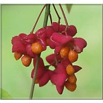Euonymus europaeus Red Cascade - Trzmielina pospolita Red Cascade FOTO