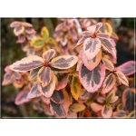 Euonymus fortunei Canadale Gold - Trzmielina Fortune’a Canadale Gold FOTO