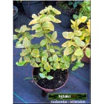 Euonymus fortunei Canadale Gold - Trzmielina Fortune’a Canadale Gold FOTO