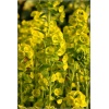 Euphorbia amygdaloides var.robbiae - Wilczomlecz migdałolistny var.robbiae - wys. 35, kw 5/6 FOTO
