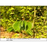 Fagus sylvatica - Buk pospolity f. naturalna C7,5 80-100cm