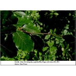 Fagus sylvatica - Buk pospolity f. naturalna C2 20-30cm