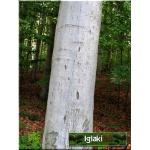 Fagus sylvatica - Buk pospolity f. naturalna C2 20-30cm