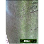 Fagus sylvatica - Buk pospolity f. naturalna C5 100-120cm