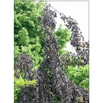 Fagus sylvatica Purple Fontain - Buk pospolity Purple Fountain FOTO