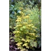 Filipendula ulmaria Aurea - Wiązówka błotna Aurea - żółta, wys. 100, kw 6/8 C0,5