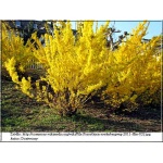 Forsythia intermedia - Forsycja pośrednia - żółte C3 50-100cm 