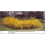 Forsythia intermedia - Forsycja pośrednia - żółte FOTO