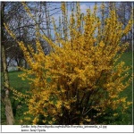 Forsythia intermedia - Forsycja pośrednia - żółte FOTO