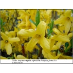 Forsythia intermedia - Forsycja pośrednia - żółte PA FOTO 