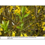 Forsythia intermedia - Forsycja pośrednia - żółte PA FOTO 