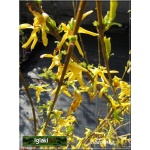 Forsythia intermedia Goldzauber - Forsycja pośrednia Goldzauber - żółte FOTO