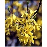 Forsythia intermedia Week-end - Forsycja pośrednia Week-end - żółte FOTO