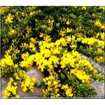 Genista lydia - Janowiec lidyjski - żółte FOTO