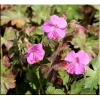 Geranium cantabrigiense Berggarten - Bodziszek kantabryjski Berggarten - różowo-fioletowe, wys. 30, kw. 5/7 C0,5 zzzz 