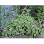 Geranium cantabrigiense Biocovo - Bodziszek kantabryjski Biocovo - biało-różowy - 20, kw 5/7 C0,5