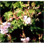 Geranium cantabrigiense Biocovo - Bodziszek kantabryjski Biocovo - biało-różowy - 20, kw 5/7 FOTO