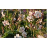 Geranium cantabrigiense Biocovo - Bodziszek kantabryjski Biocovo - biało-różowy - 20, kw 5/7 C0,5