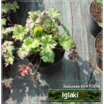 Geranium cantabrigiense Karmina - Bodziszek kantabryjski Karmina - karminowy, wys 30, kw 6/7 C1,5