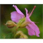 Geranium dalmaticum - Bodziszek dalmacki - różowy - wys 10, kw 6/7 C0,5