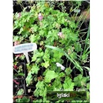 Geranium dalmaticum - Bodziszek dalmacki - różowy - wys 10, kw 6/7 C0,5