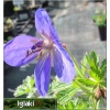 Geranium himalayense Johnson\'s Blue - Bodziszek himalajski Johnson\'s Blue - niebieski, wys. 50, kw 6/8 C1,5 xxxy