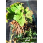 Geranium macrorrhizum Ingwersen - Bodziszek korzeniasty Ingwersen - jasno-różowy, wys 30, kw 5/7 C0,5
