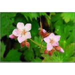Geranium macrorrhizum Ingwersen - Bodziszek korzeniasty Ingwersen - jasno-różowy, wys 30, kw 5/7 C0,5