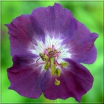 Geranium phaeum Sambor - Bodziszek żałobny Sambor - ciemno-purpurowy,  wys 100, kw 5/7 C0,5