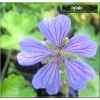 Geranium renardii Philippe Vapelle - Bodziszek Renarda Philippe Vapelle - niebieski, wys 25, kw 6 C0,5  